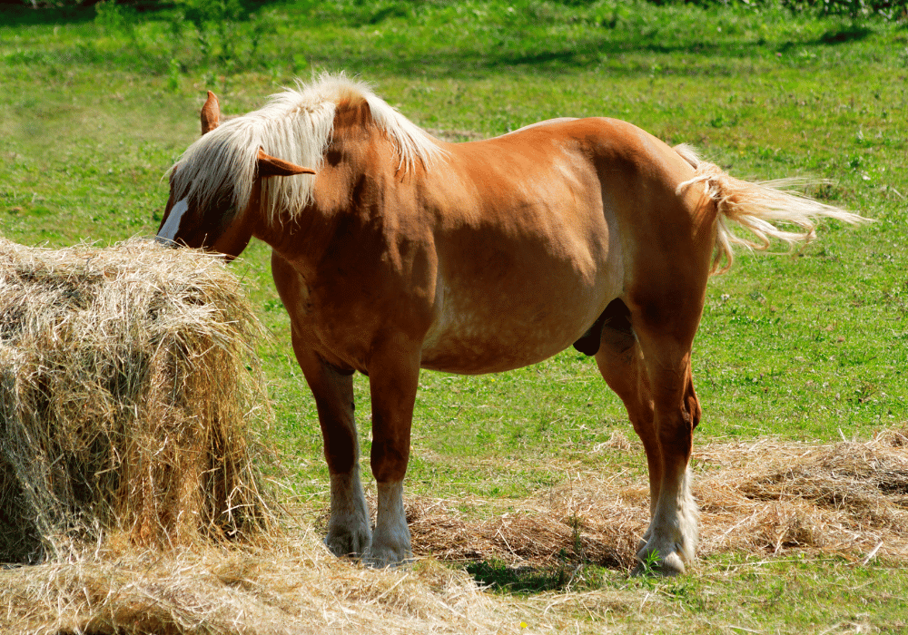 Equine Obesity: How It Impacts Welfare | Avonvale Equine Vets